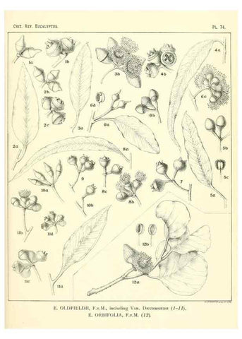 Reproducción/Reproduction 46977458172: A critical revision of the genus Eucalyptus,. Sydney,Gullick,1903-33.. 