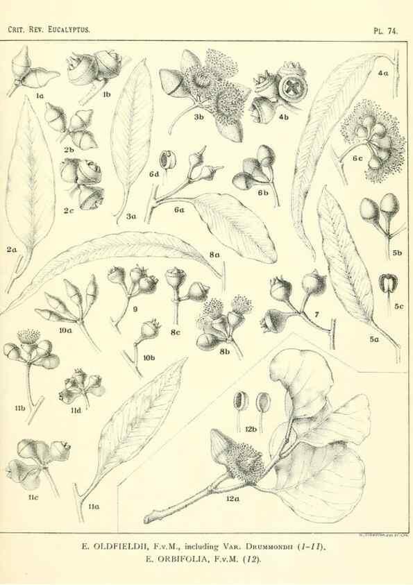 Reproducción/Reproduction 46977458172: A critical revision of the genus Eucalyptus,. Sydney,Gullick,1903-33.. 