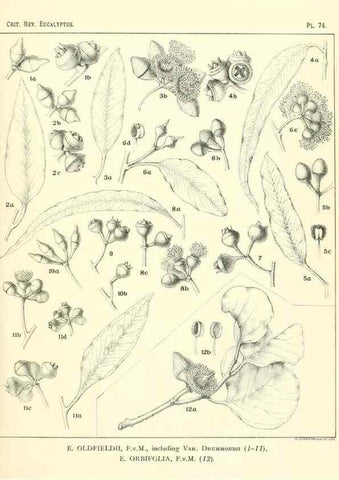 Reproducción/Reproduction 46977458172: A critical revision of the genus Eucalyptus,. Sydney,Gullick,1903-33.. 