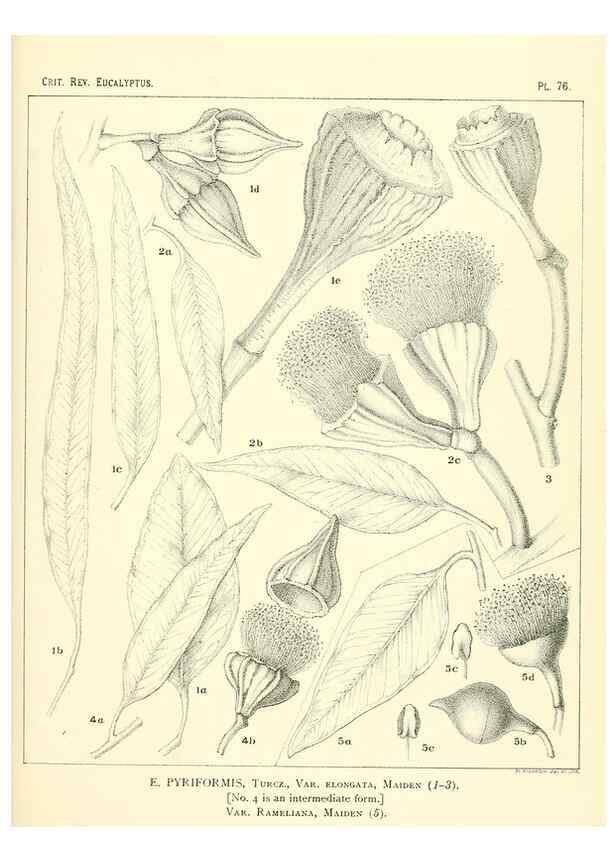 Reproducción/Reproduction 47029374501: A critical revision of the genus Eucalyptus,. Sydney,Gullick,1903-33.. 