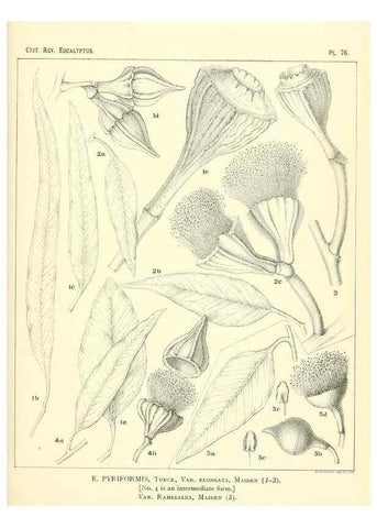 Reproducción/Reproduction 47029374501: A critical revision of the genus Eucalyptus,. Sydney,Gullick,1903-33.. 