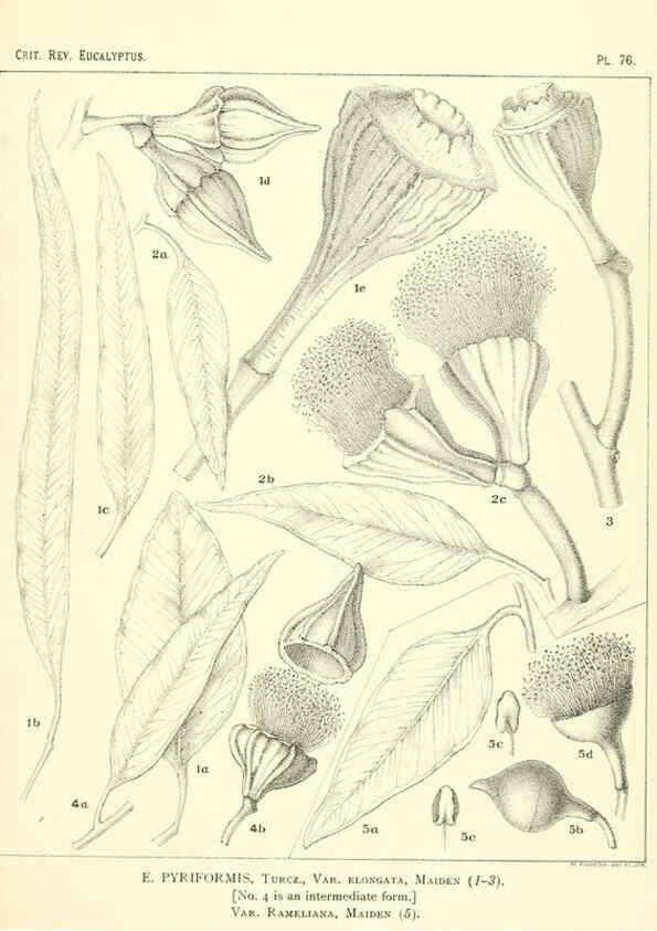 Reproducción/Reproduction 47029374501: A critical revision of the genus Eucalyptus,. Sydney,Gullick,1903-33.. 