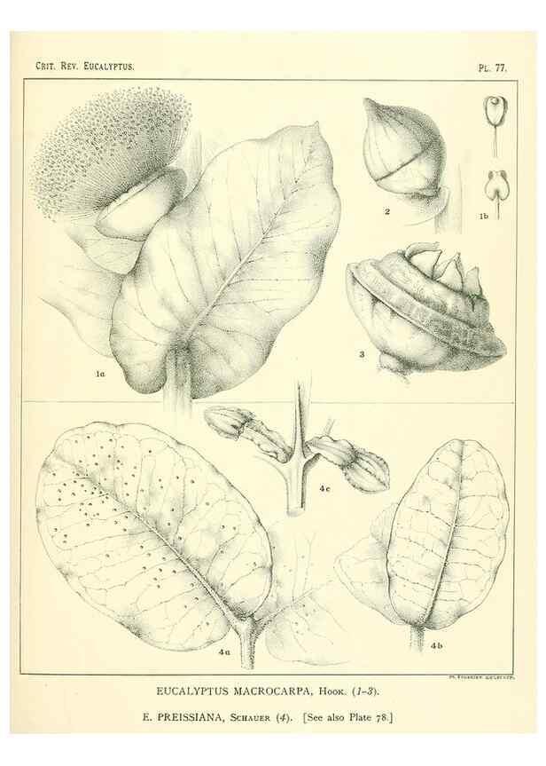 Reproducción/Reproduction 46305481144: A critical revision of the genus Eucalyptus,. Sydney,Gullick,1903-33.. 