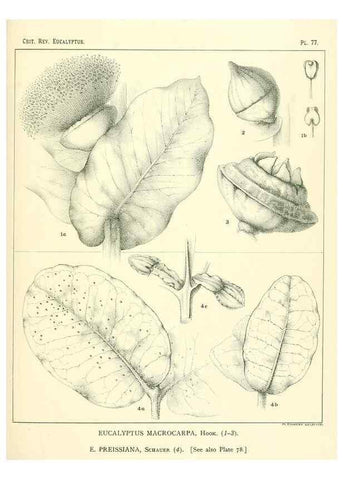 Reproducción/Reproduction 46305481144: A critical revision of the genus Eucalyptus,. Sydney,Gullick,1903-33.. 