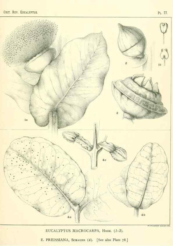 Reproducción/Reproduction 46305481144: A critical revision of the genus Eucalyptus,. Sydney,Gullick,1903-33.. 