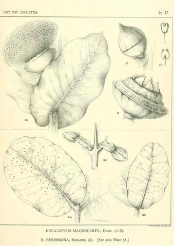 Reproducción/Reproduction 46305481144: A critical revision of the genus Eucalyptus,. Sydney,Gullick,1903-33.. 