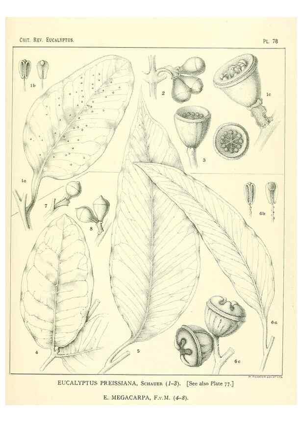 Reproducción/Reproduction 46305481574: A critical revision of the genus Eucalyptus,. Sydney,Gullick,1903-33.. 