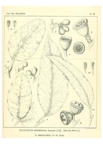 Reproducción/Reproduction 46305481574: A critical revision of the genus Eucalyptus,. Sydney,Gullick,1903-33.. 