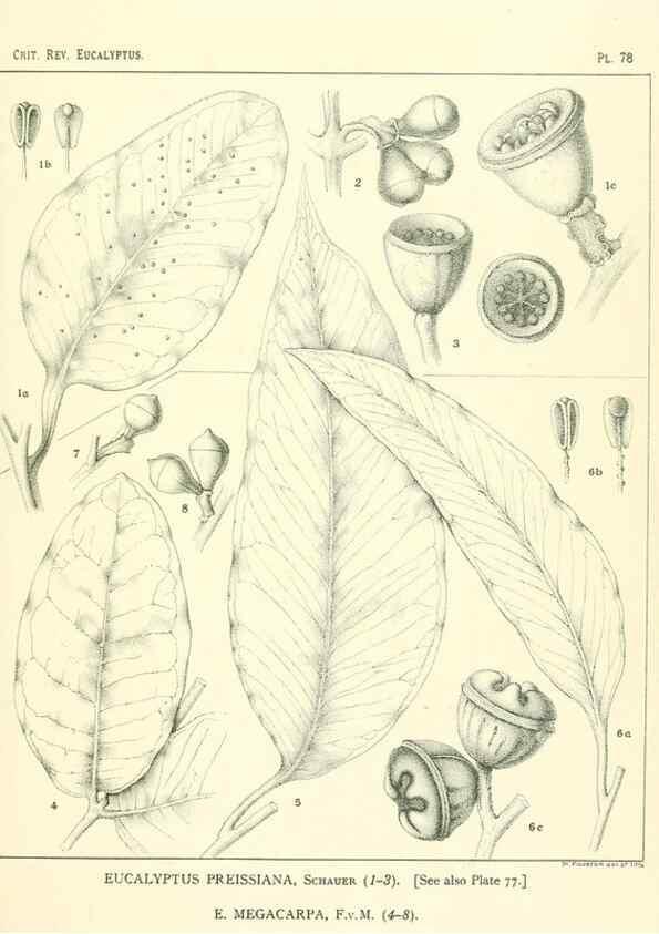 Reproducción/Reproduction 46305481574: A critical revision of the genus Eucalyptus,. Sydney,Gullick,1903-33.. 