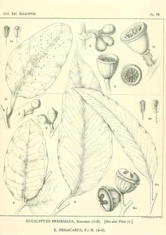 Reproducción/Reproduction 46305481574: A critical revision of the genus Eucalyptus,. Sydney,Gullick,1903-33.. 