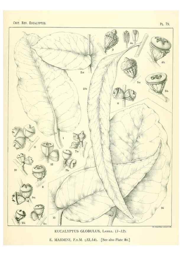 Reproducción/Reproduction 32087979807: A critical revision of the genus Eucalyptus,. Sydney,Gullick,1903-33.. 