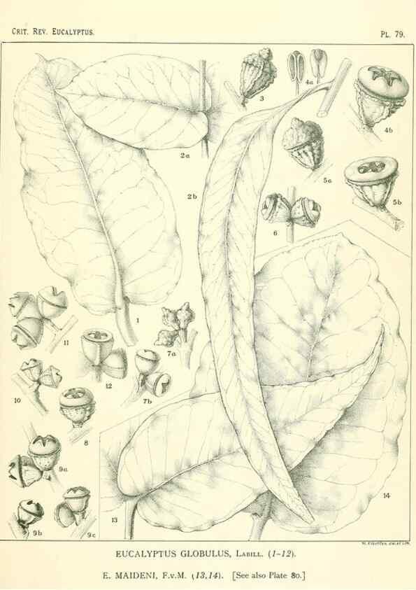 Reproducción/Reproduction 32087979807: A critical revision of the genus Eucalyptus,. Sydney,Gullick,1903-33.. 