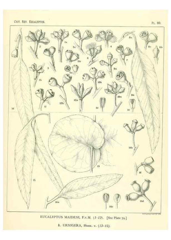 Reproducción/Reproduction 46305482574: A critical revision of the genus Eucalyptus,. Sydney,Gullick,1903-33.. 