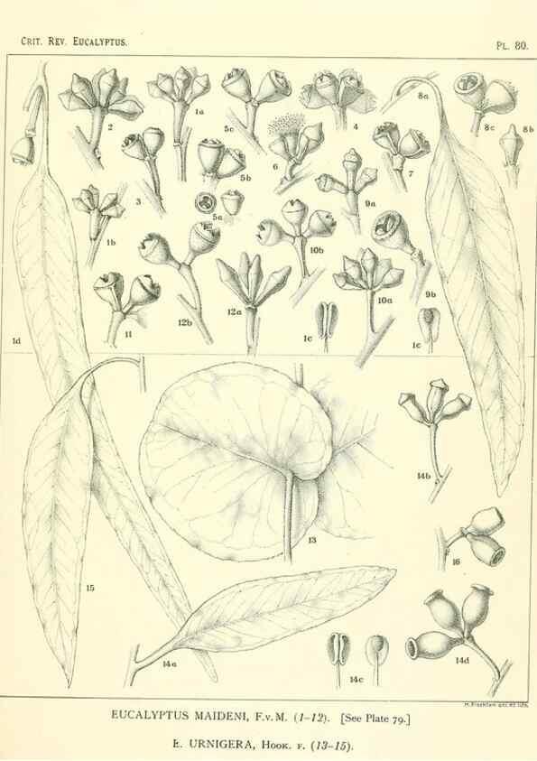 Reproducción/Reproduction 46305482574: A critical revision of the genus Eucalyptus,. Sydney,Gullick,1903-33.. 