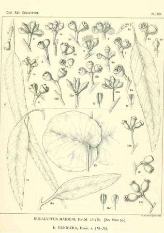 Reproducción/Reproduction 46305482574: A critical revision of the genus Eucalyptus,. Sydney,Gullick,1903-33.. 