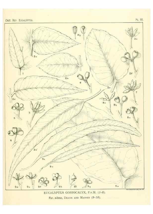 Reproducción/Reproduction 40064704183: A critical revision of the genus Eucalyptus,. Sydney,Gullick,1903-33.. 