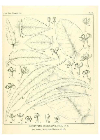 Reproducción/Reproduction 40064704183: A critical revision of the genus Eucalyptus,. Sydney,Gullick,1903-33.. 