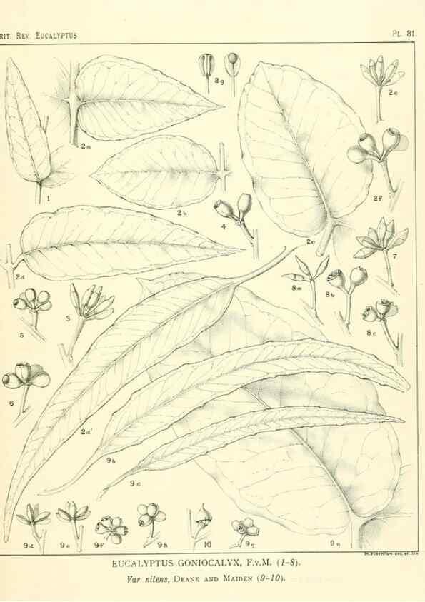Reproducción/Reproduction 40064704183: A critical revision of the genus Eucalyptus,. Sydney,Gullick,1903-33.. 