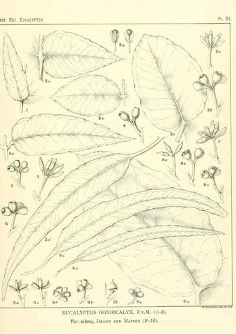 Reproducción/Reproduction 40064704183: A critical revision of the genus Eucalyptus,. Sydney,Gullick,1903-33.. 
