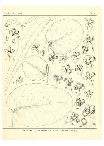 Reproducción/Reproduction 47029380411: A critical revision of the genus Eucalyptus,. Sydney,Gullick,1903-33.. 