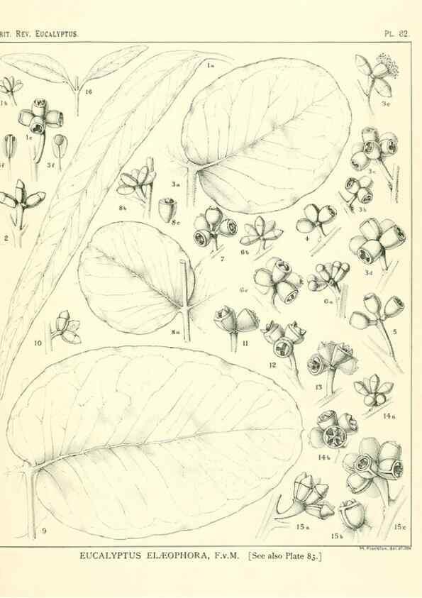 Reproducción/Reproduction 47029380411: A critical revision of the genus Eucalyptus,. Sydney,Gullick,1903-33.. 