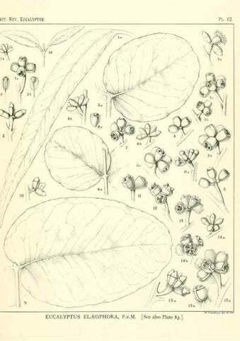 Reproducción/Reproduction 47029380411: A critical revision of the genus Eucalyptus,. Sydney,Gullick,1903-33.. 