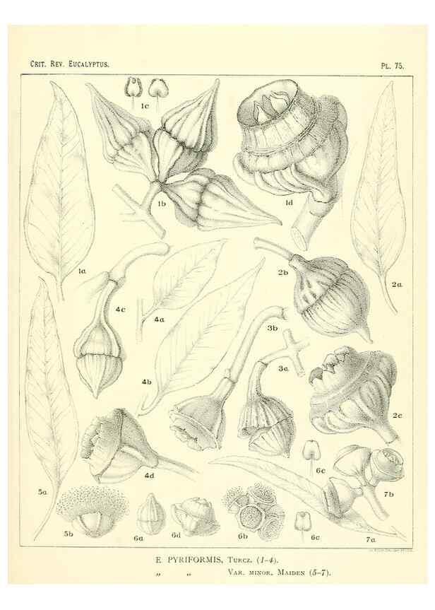 Reproducción/Reproduction 46977458822: A critical revision of the genus Eucalyptus,. Sydney,Gullick,1903-33.. 