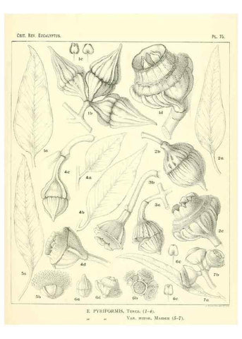Reproducción/Reproduction 46977458822: A critical revision of the genus Eucalyptus,. Sydney,Gullick,1903-33.. 