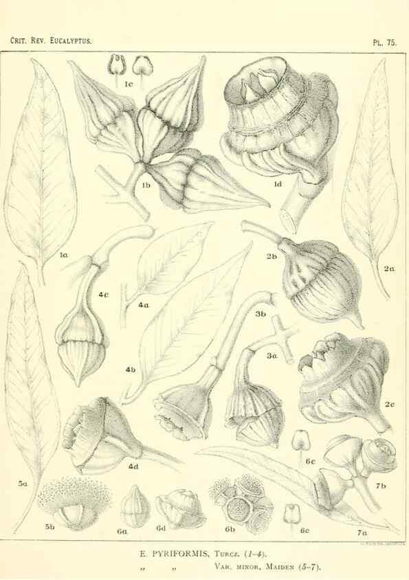 Reproducción/Reproduction 46977458822: A critical revision of the genus Eucalyptus,. Sydney,Gullick,1903-33.. 