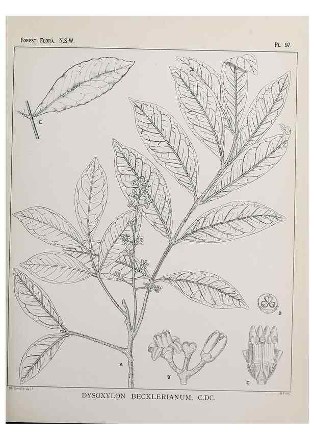 Reproducción/Reproduction 46205729524: The forest flora of New South Wales /. Sydney :W. A. Gullick,1902-1925.. 