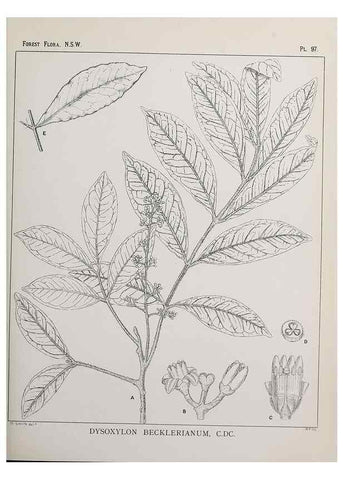 Reproducción/Reproduction 46205729524: The forest flora of New South Wales /. Sydney :W. A. Gullick,1902-1925.. 