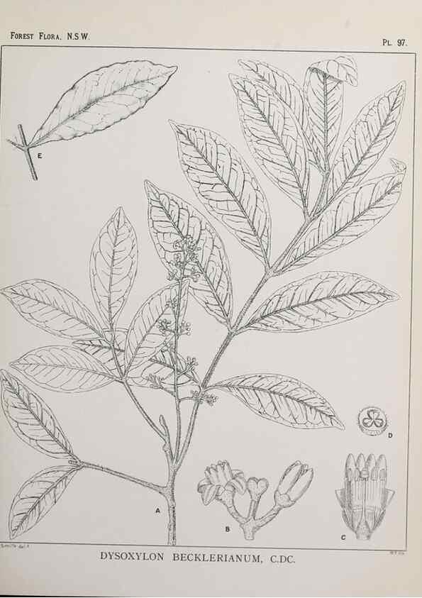 Reproducción/Reproduction 46205729524: The forest flora of New South Wales /. Sydney :W. A. Gullick,1902-1925.. 