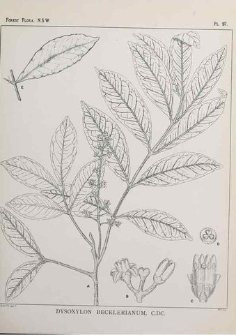 Reproducción/Reproduction 46205729524: The forest flora of New South Wales /. Sydney :W. A. Gullick,1902-1925.. 