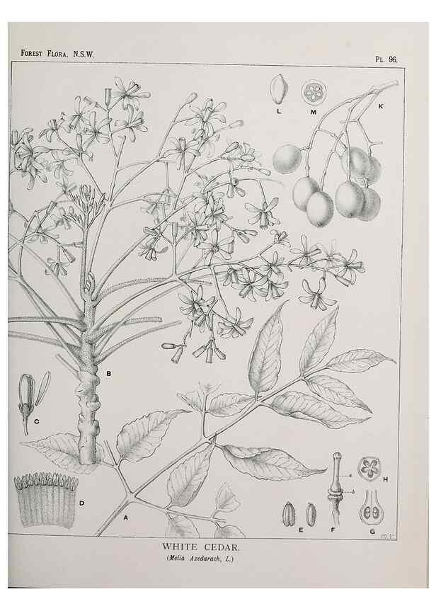 Reproducción/Reproduction 39965910373: The forest flora of New South Wales /. Sydney :W. A. Gullick,1902-1925.. 