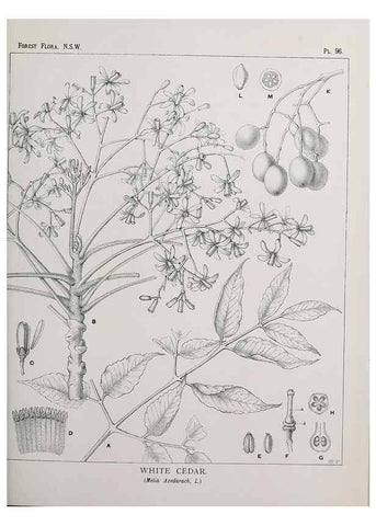 Reproducción/Reproduction 39965910373: The forest flora of New South Wales /. Sydney :W. A. Gullick,1902-1925.. 