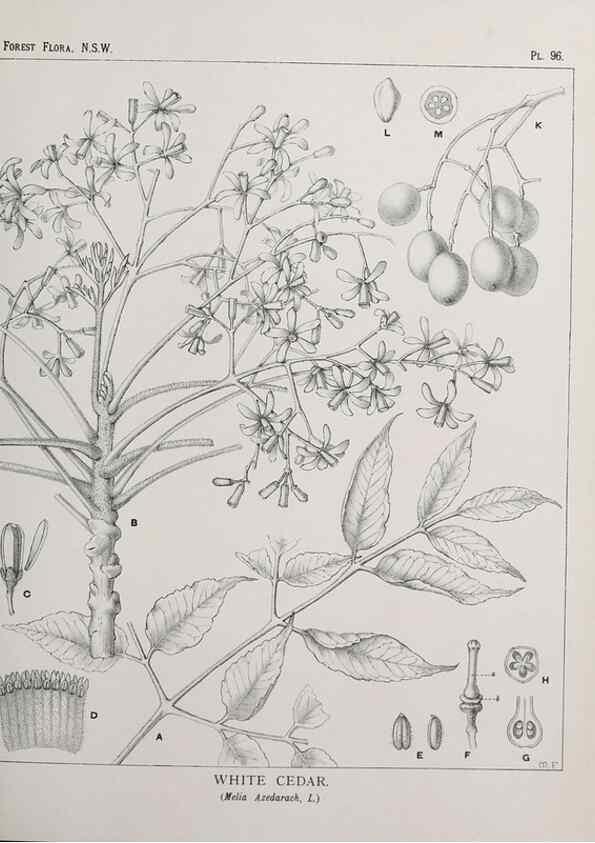 Reproducción/Reproduction 39965910373: The forest flora of New South Wales /. Sydney :W. A. Gullick,1902-1925.. 