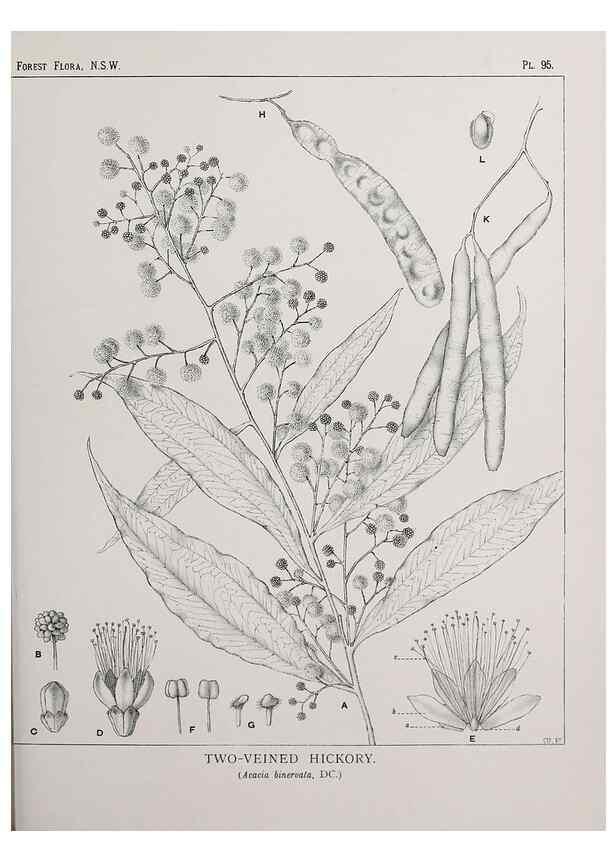 Reproducción/Reproduction 39965908913: The forest flora of New South Wales /. Sydney :W. A. Gullick,1902-1925.. 