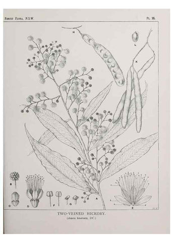 Reproducción/Reproduction 39965908913: The forest flora of New South Wales /. Sydney :W. A. Gullick,1902-1925.. 