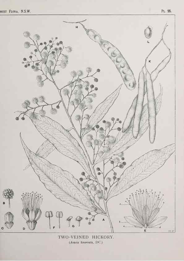 Reproducción/Reproduction 39965908913: The forest flora of New South Wales /. Sydney :W. A. Gullick,1902-1925.. 