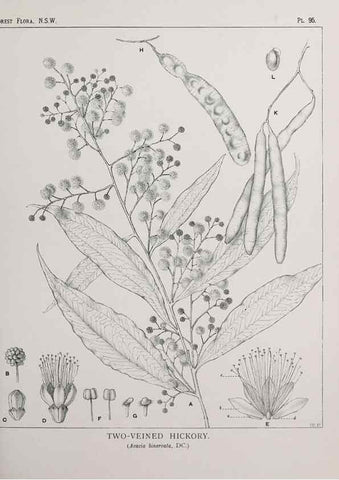 Reproducción/Reproduction 39965908913: The forest flora of New South Wales /. Sydney :W. A. Gullick,1902-1925.. 