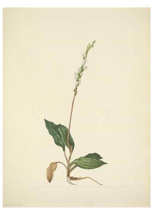 Reproducción/Reproduction 46004784575: North American wild flowers. Washington, D.C. :Smithsonian Institution,1925.. 
