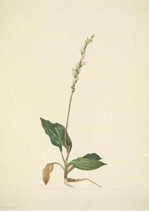 Reproducción/Reproduction 46004784575: North American wild flowers. Washington, D.C. :Smithsonian Institution,1925.. 