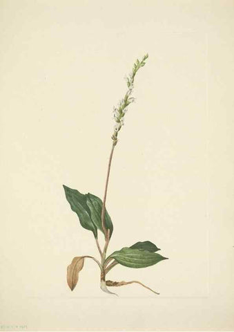 Reproducción/Reproduction 46004784575: North American wild flowers. Washington, D.C. :Smithsonian Institution,1925.. 
