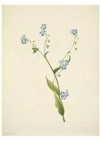 Reproducción/Reproduction 33043813508: North American wild flowers. Washington, D.C. :Smithsonian Institution,1925.. 