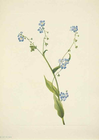 Reproducción/Reproduction 33043813508: North American wild flowers. Washington, D.C. :Smithsonian Institution,1925.. 