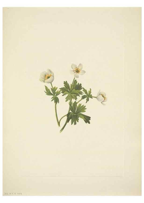 Reproducción/Reproduction 46867003772: North American wild flowers. Washington, D.C. :Smithsonian Institution,1925.. 