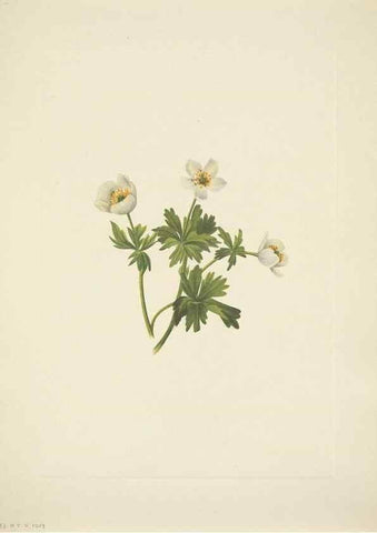 Reproducción/Reproduction 46867003772: North American wild flowers. Washington, D.C. :Smithsonian Institution,1925.. 