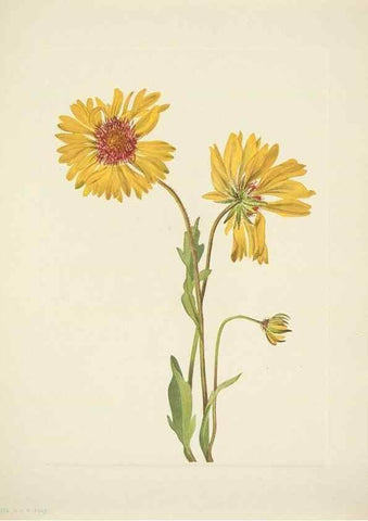 Reproducción/Reproduction 31977997077: North American wild flowers. Washington, D.C. :Smithsonian Institution,1925.. 