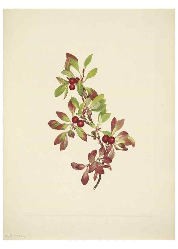 Reproducción/Reproduction 46867004822: North American wild flowers. Washington, D.C. :Smithsonian Institution,1925.. 