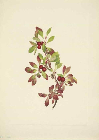 Reproducción/Reproduction 46867004822: North American wild flowers. Washington, D.C. :Smithsonian Institution,1925.. 